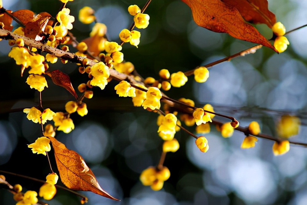 古人是怎么过春节的古诗,关于春节的经典古诗词大全