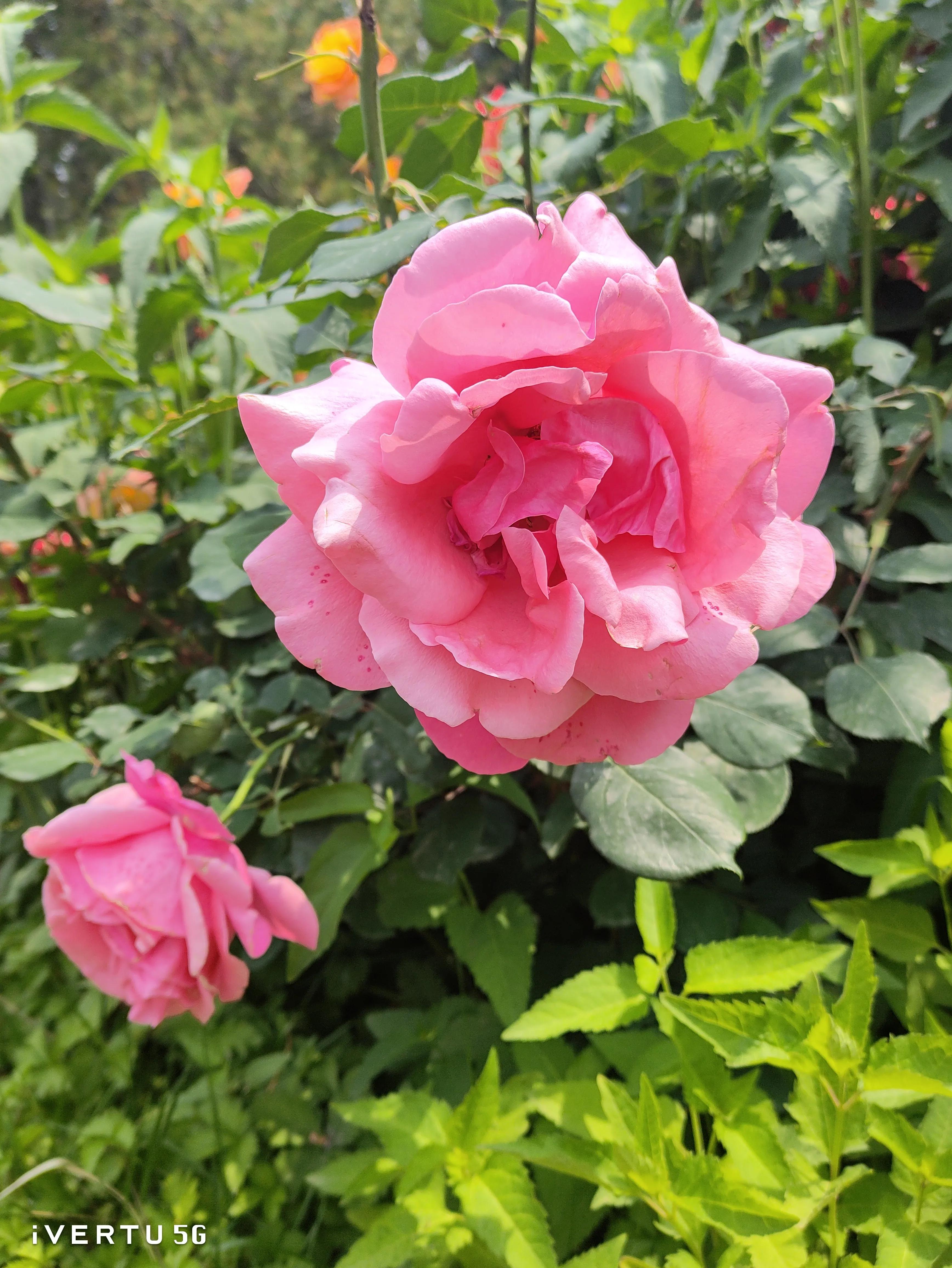 北京盆栽月季可以户外过冬吗,北京植物园市花月季