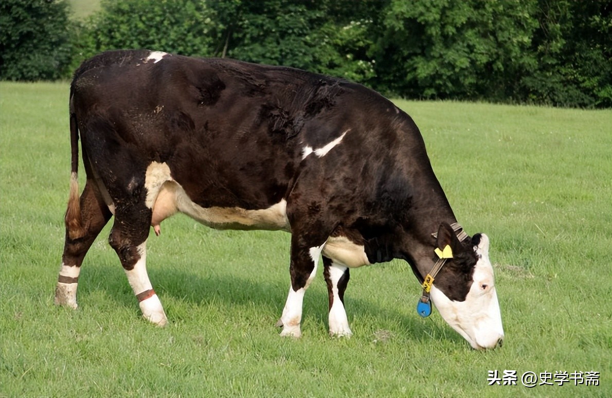 中国进口牛肉量开始呈爆发性增长,中国最新的牛肉进口价格