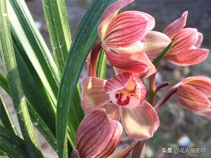 最能代表国兰风采的兰花,最有国兰韵味的兰花