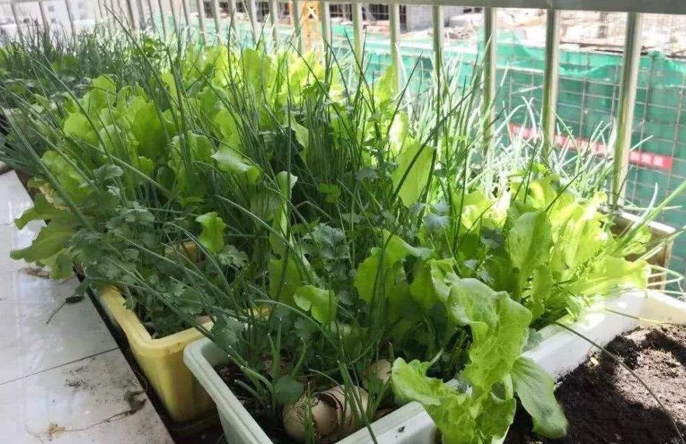 安徽富硒土壤,哪里的富硒土壤最好