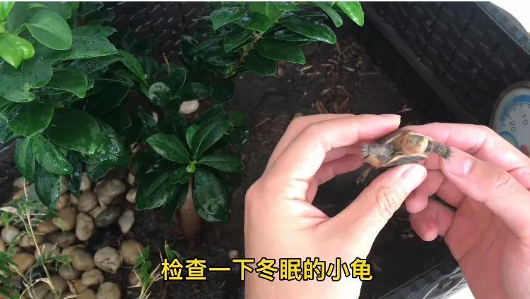 鱼池养龟乌龟怎么冬眠,我的养龟日记和养鱼日记