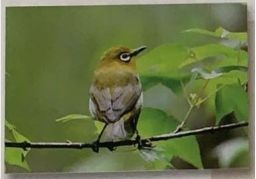 金丝燕科普视频,金丝燕的介绍