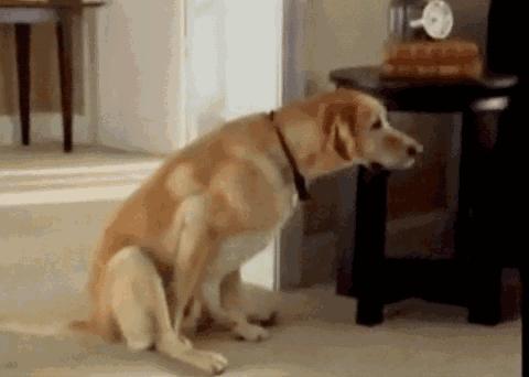 狗狗性格冷知识,有哪些有关狗狗的冷知识