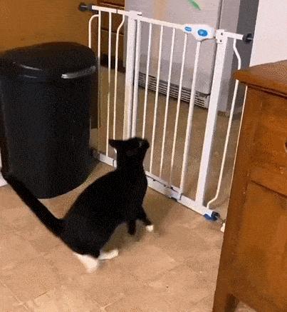 原来猫咪也有弱智的表现,猫咪很虚弱该怎么救活它