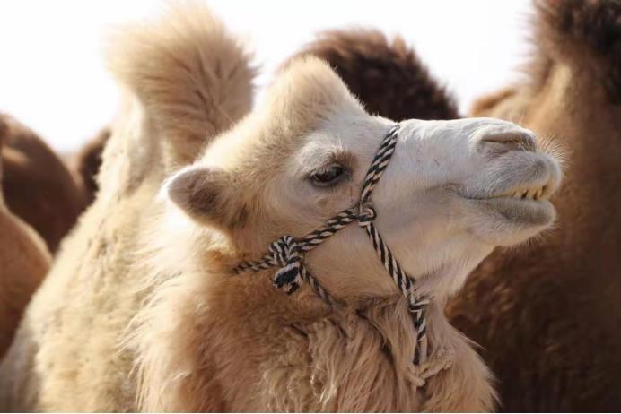 伊牧驼——新鲜驼乳的搬运工