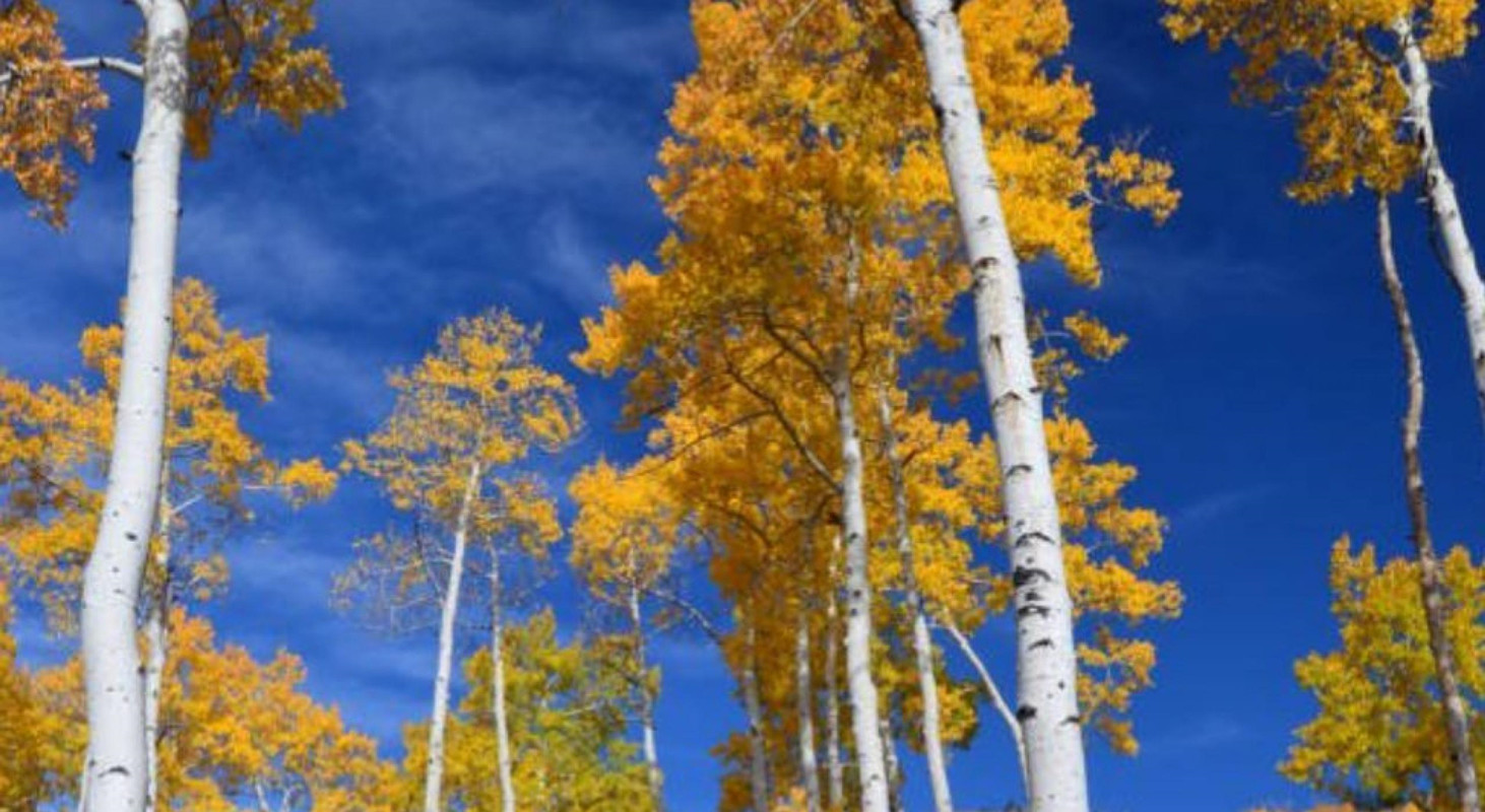 全球最大生命体活了近8000岁,世界上最大的生命体