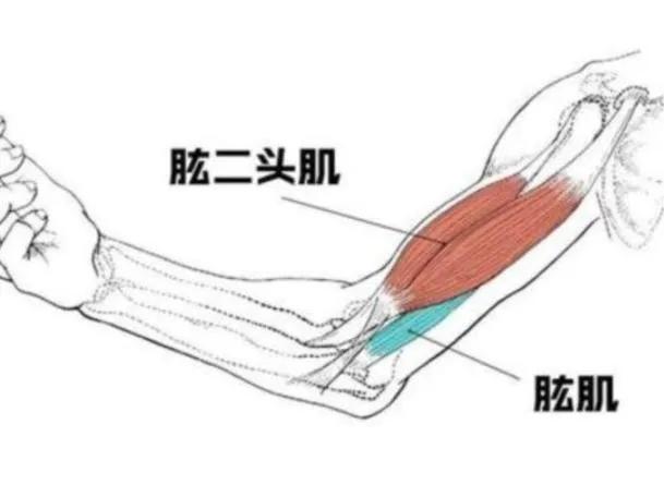手臂主要经脉功能,如何快速锻炼手臂肌肉