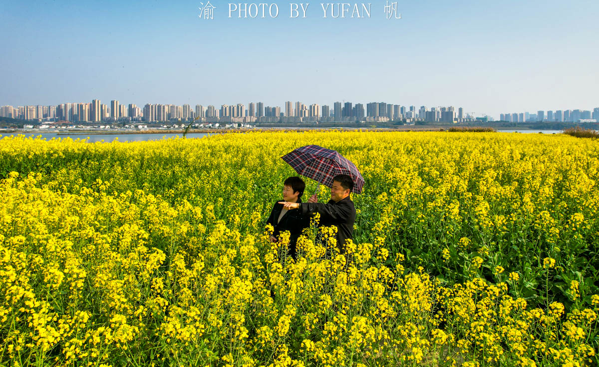 潼南油菜花旅游攻略,美好春日潼南赏花地图快来get