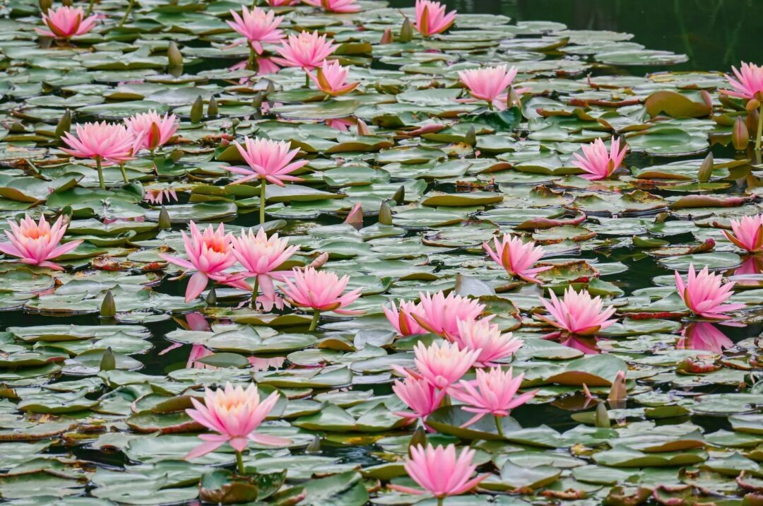 成都荷花最佳观赏地,成都看荷花的景点推荐