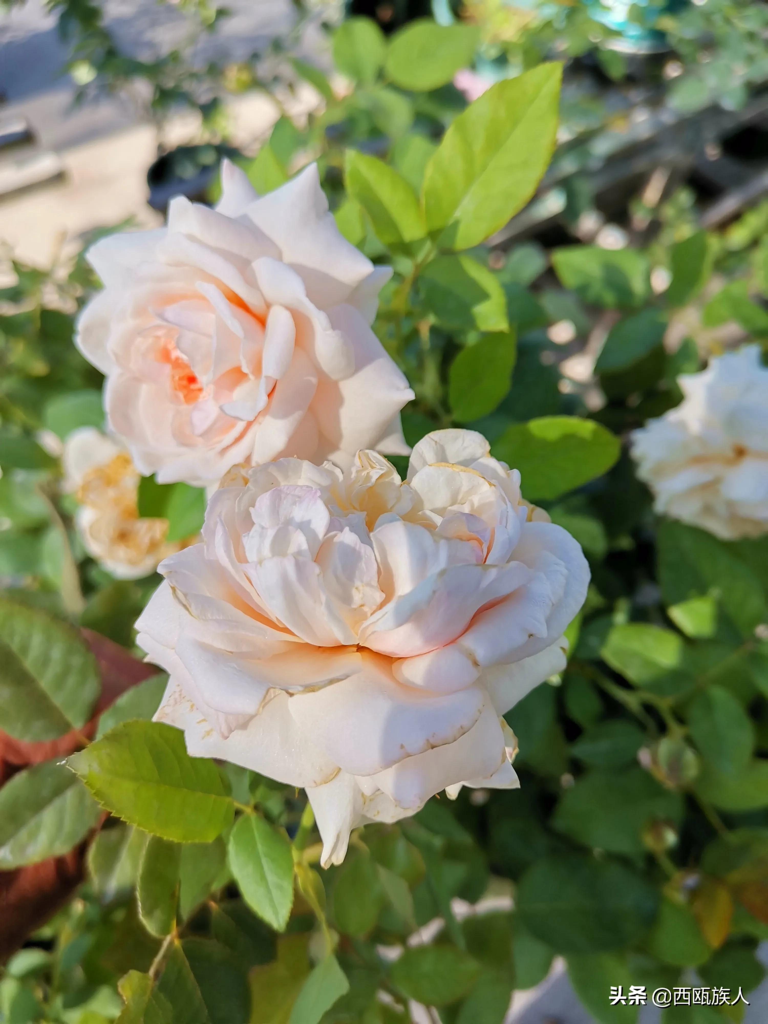 月季花最佳观赏时间,月季花鲜切花养护方法