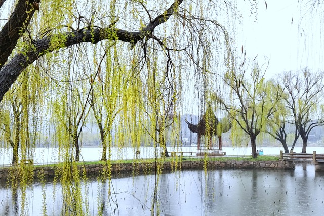 咏柳唐贺知章的古诗,咏柳贺知章教学实录