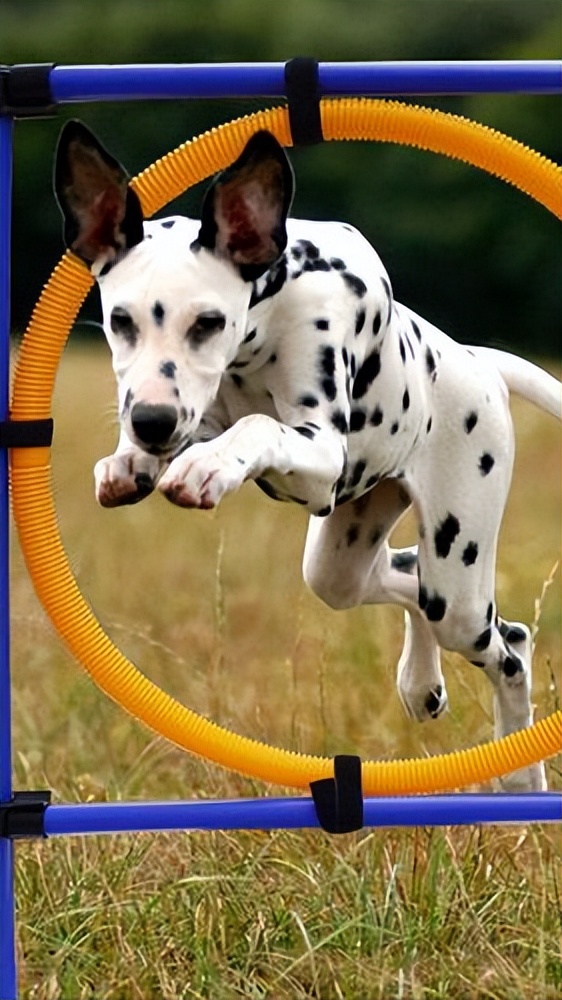 买到星期狗怎么救活,买宠物狗买到星期狗怎么办