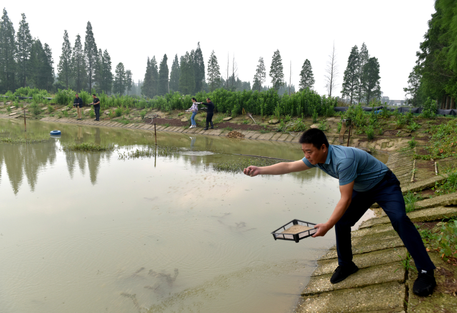 河蟹的蚤状幼体与大眼幼体的区别,河蟹育苗方法和时间