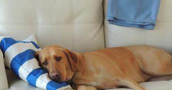 四招改善狗狗恢复期失眠,让狗狗拜拜怎么训练