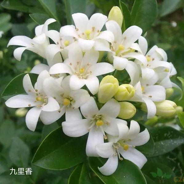 100种花草图片欣赏,50种花草图片大全