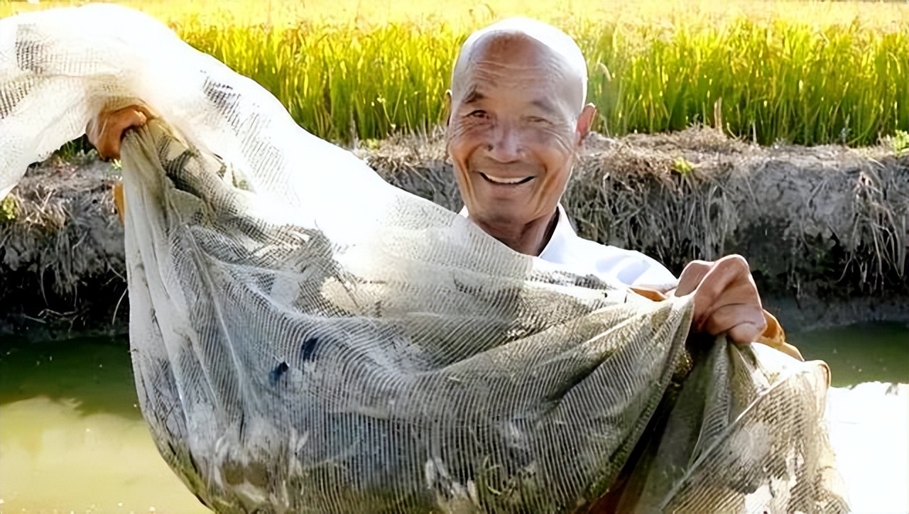 农民丰收节,玉田农民丰收节