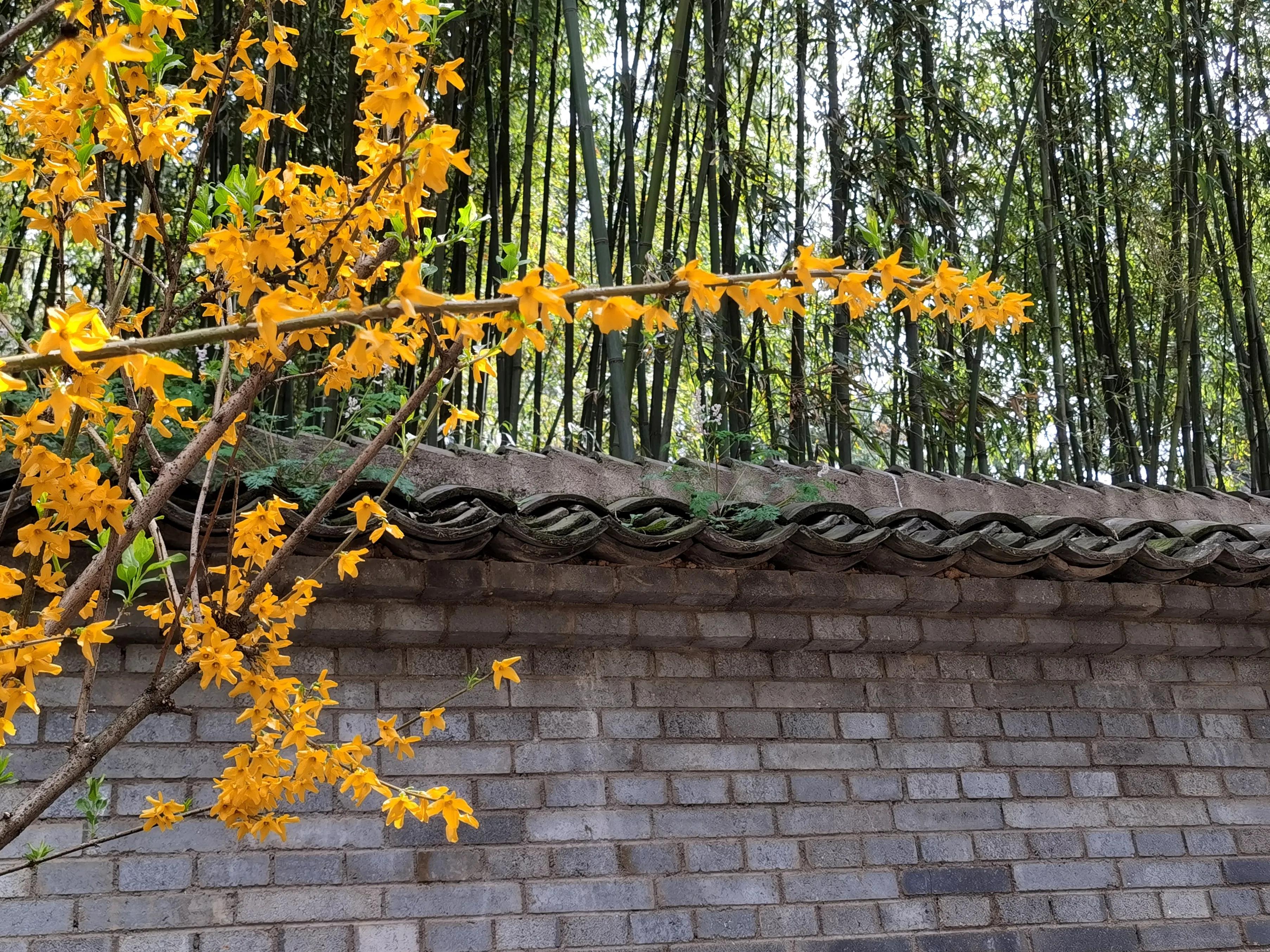 西安大兴善寺免费景点,西安市的世界文化遗产