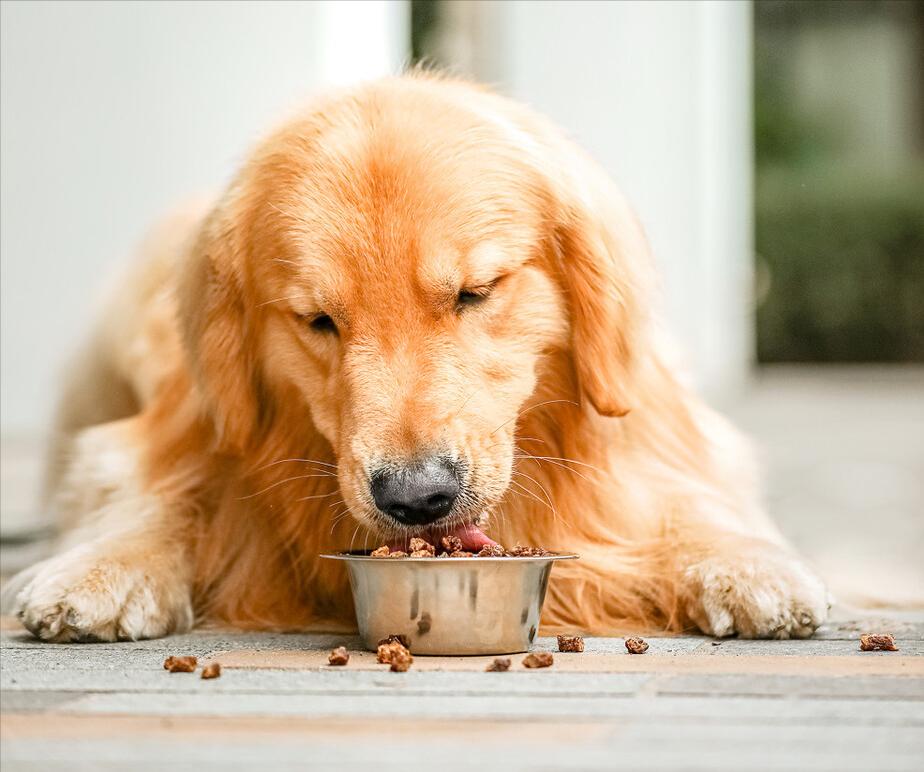 别再傻乎乎的乱买狗狗,狗狗有必要买狗窝吗