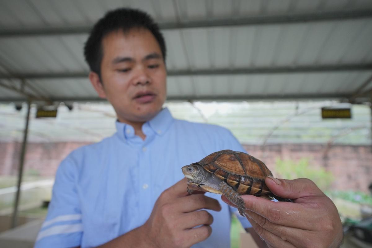 巴西龟如何正确养殖,巴西龟的养殖方法及注意事项