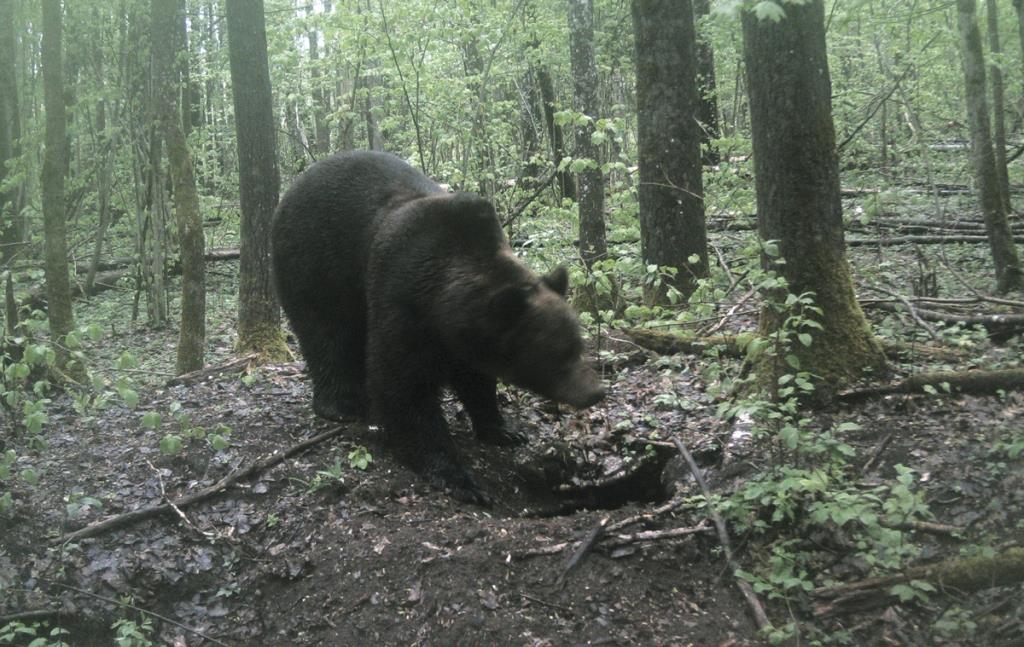 杀子之仇不共戴天歌曲,杀子之仇不共戴天