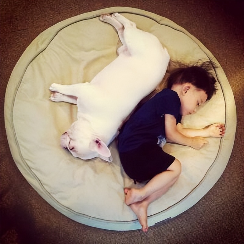 法斗为什么不招狗待见,法斗为何不招其他狗待见