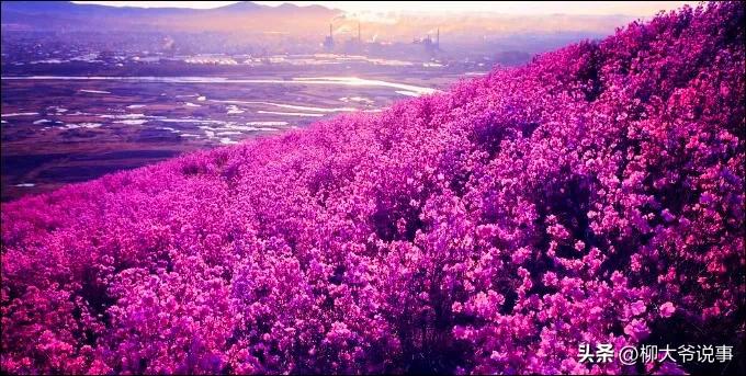 大兴安岭“采山”日赚千元是真的吗？哈尔滨小伙亲自体验结局亮了