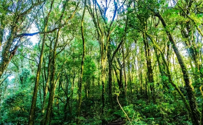 热带雨林是地球之肺教学视频,热带雨林是开发还是保护