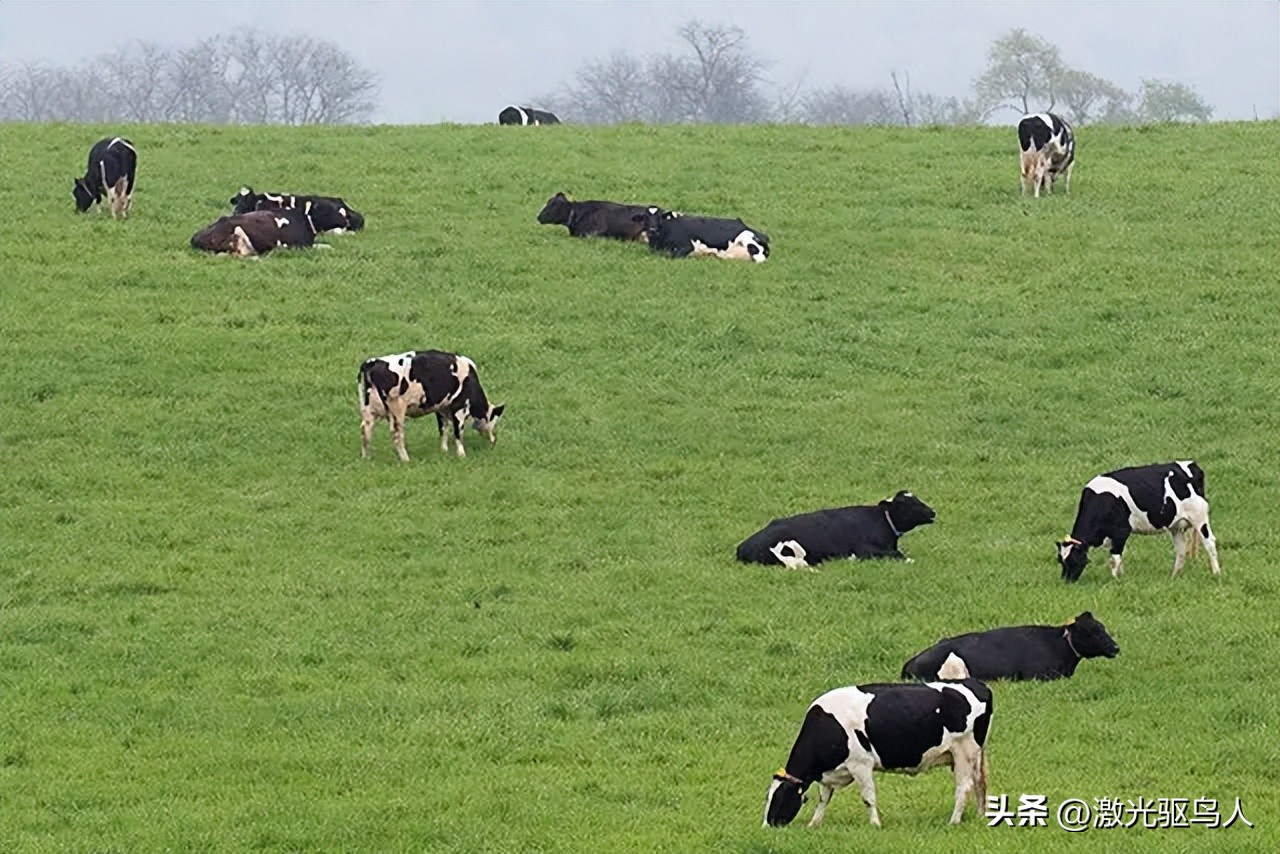为什么你会选择这个岗位,奶牛场有啥工作好做