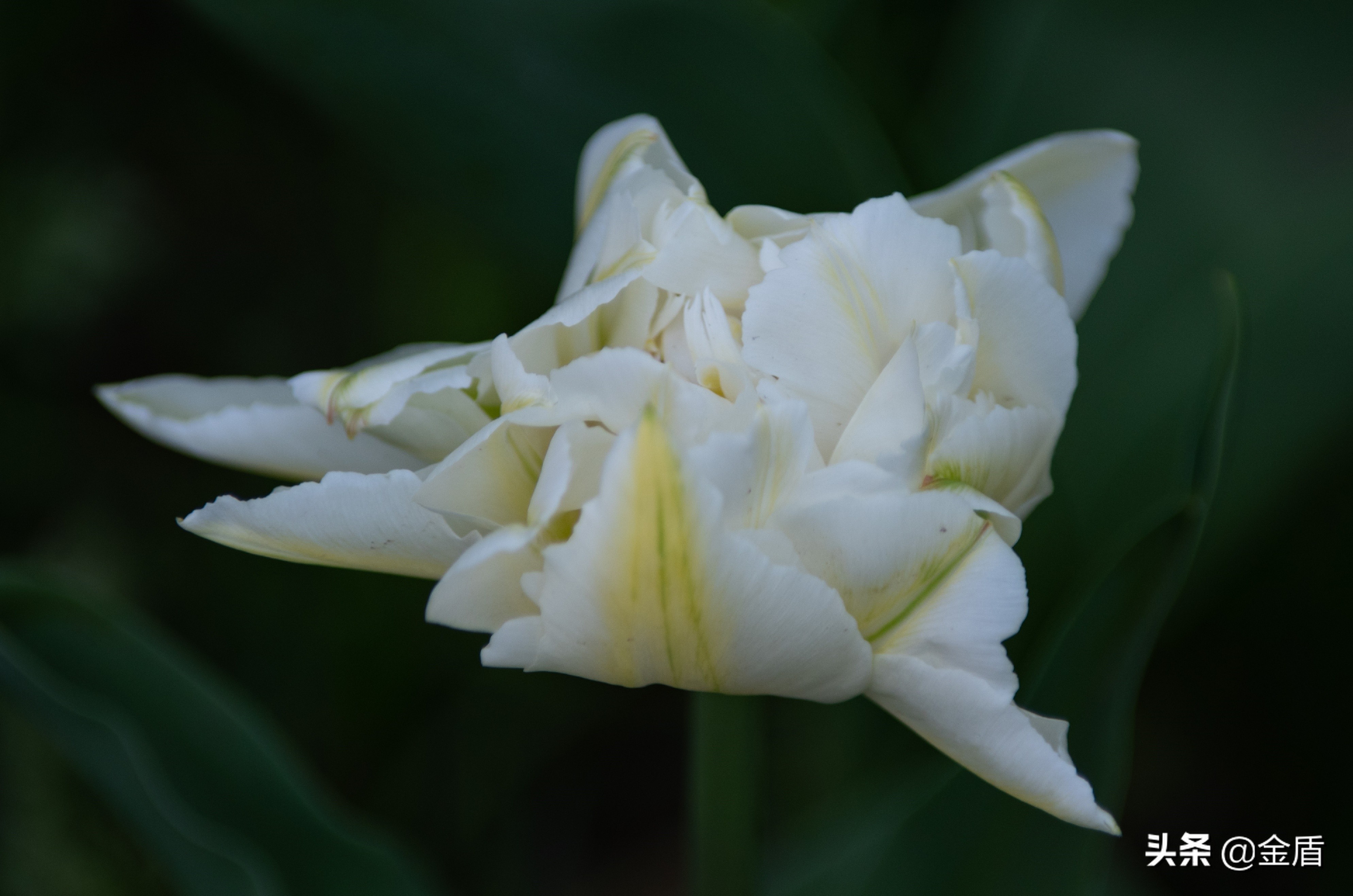 荷兰国花郁金香介绍1500字,荷兰国花是郁金香的原因