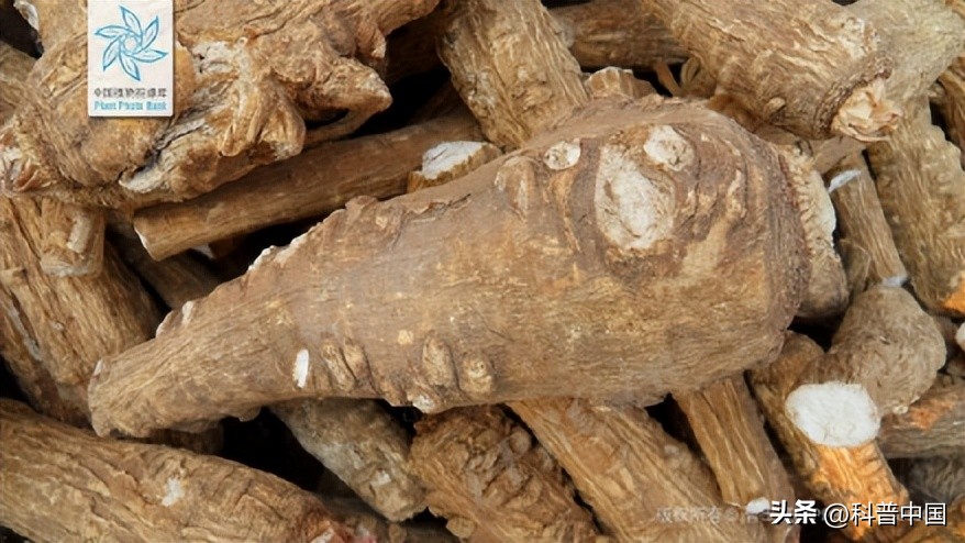 三大公认最好闻的香料排名,这四种香料的小知识你都知道吗