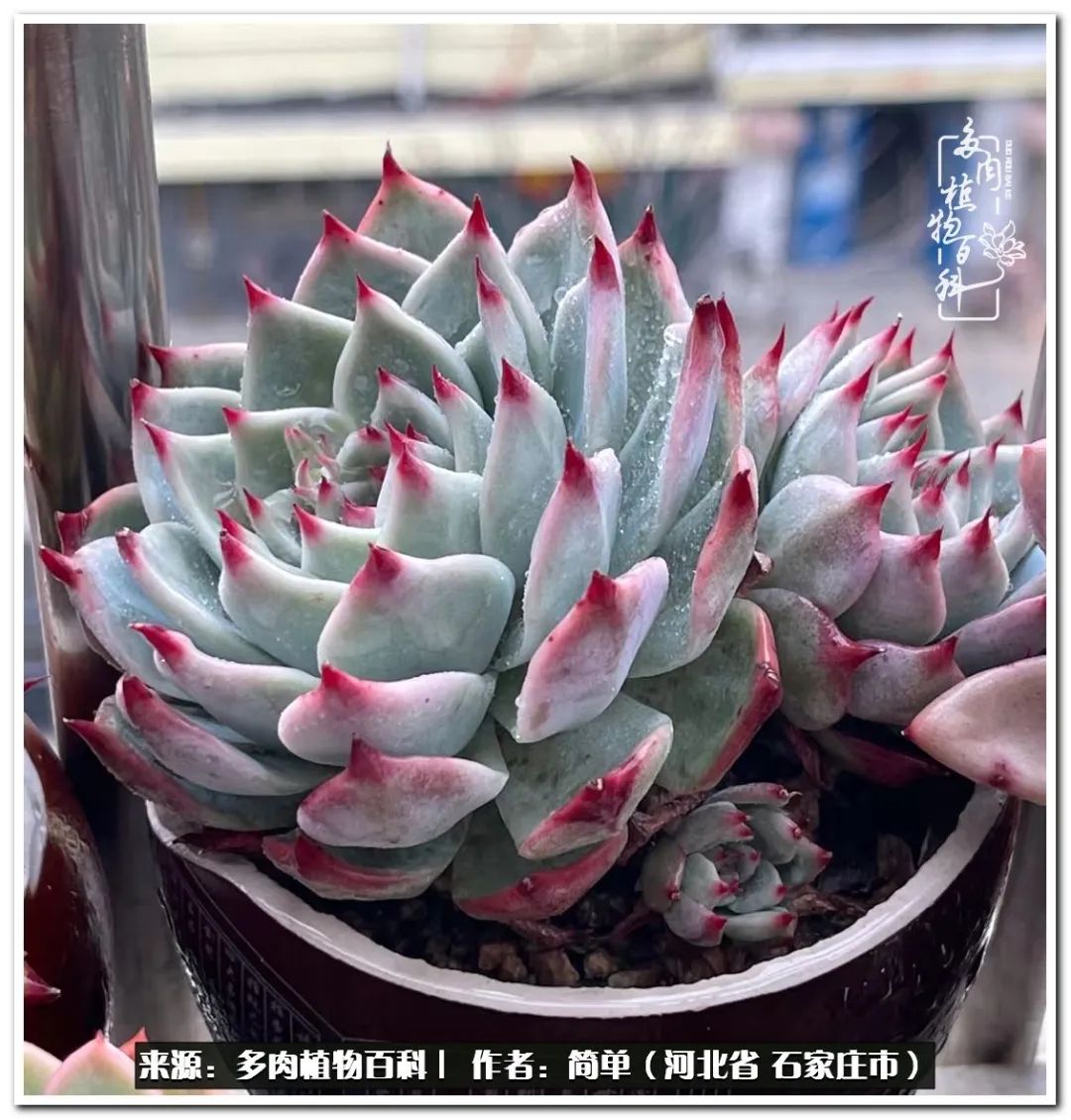 自从养了多肉以后视频,养多肉治愈生活中的疲惫和琐碎