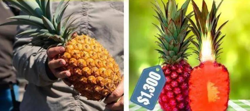 全世界最贵的6种水果,全世界最贵的六种水果