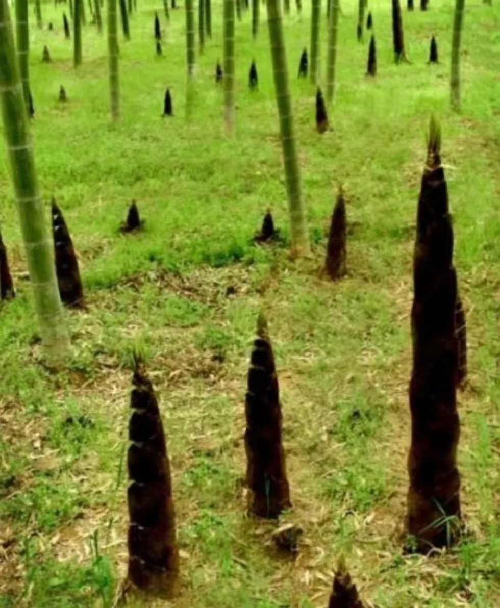 【原创】散文·江南春笋