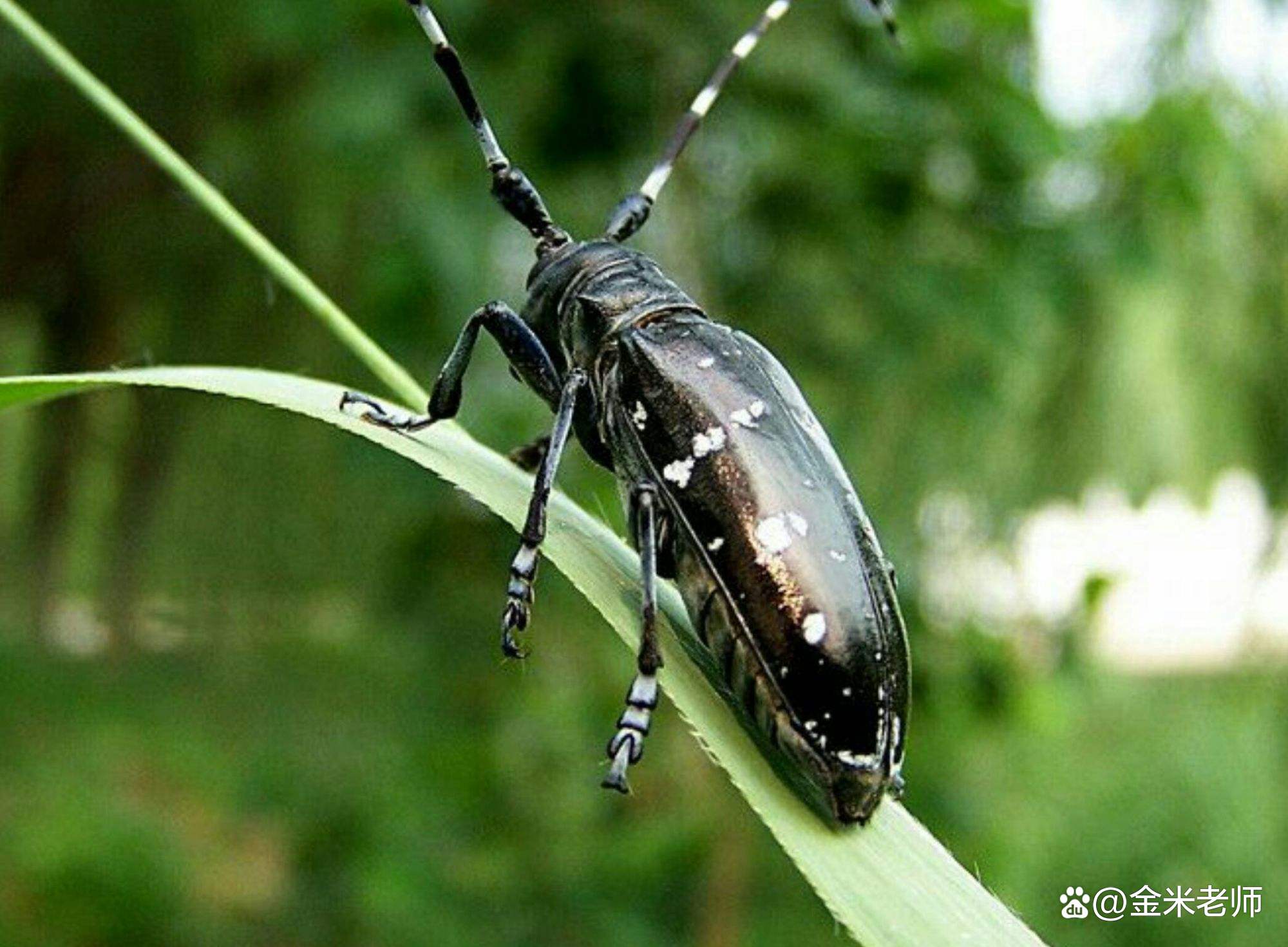 还记得小时候抓过的天牛吗,还记得小时候抓过的大天牛吗