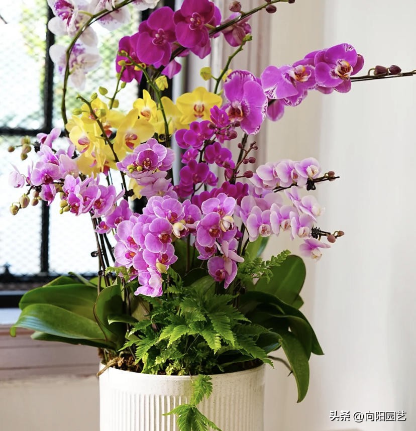 蝴蝶兰现在在市场上卖多少钱一盆,蝴蝶兰多少钱一盆哪里有卖