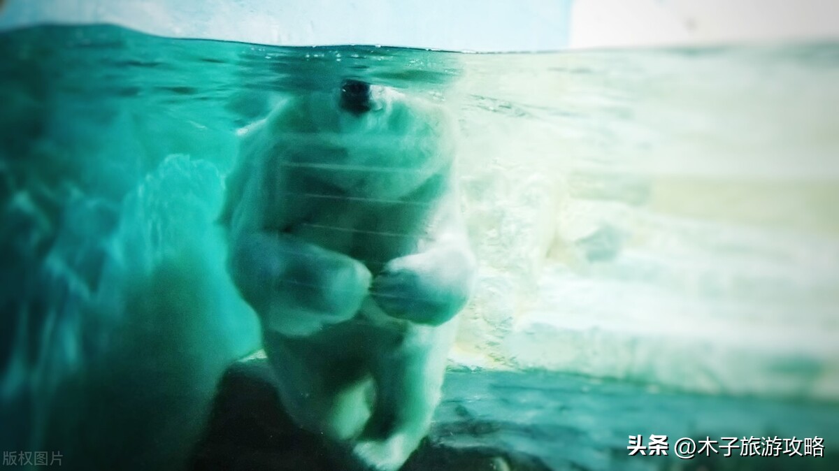 大连老虎滩海洋公园五馆旅游攻略,大连老虎滩海洋公园旅游攻略