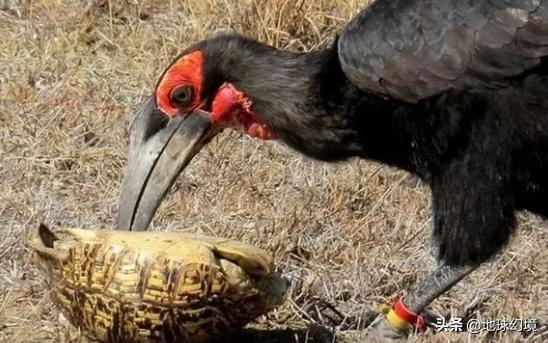 27张惊悚的动物照：青蛙被鼓风机活活风干，海鸥当街活吞大老鼠