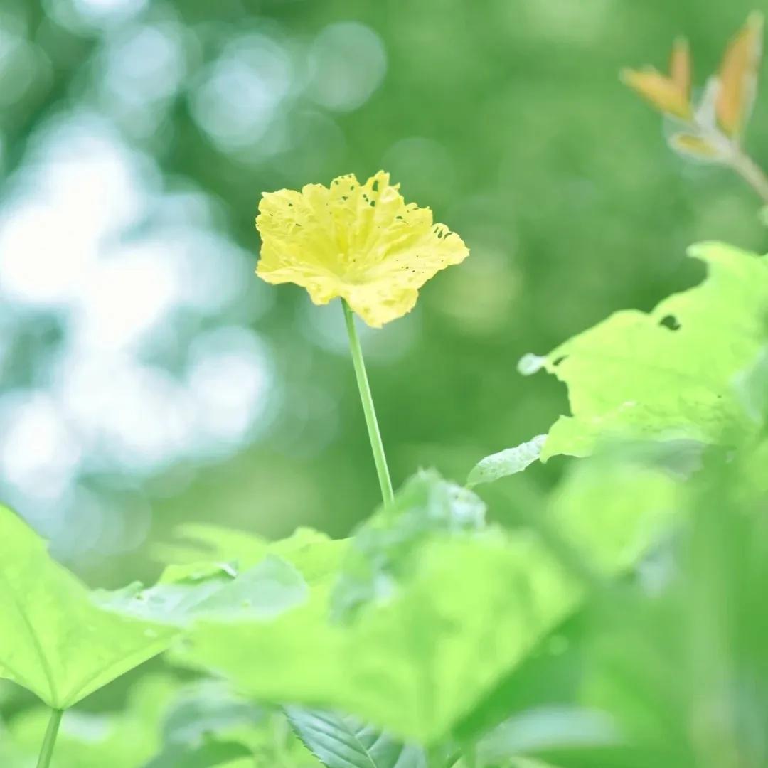 海贼王朋友圈背景图,朋友圈高级感背景图