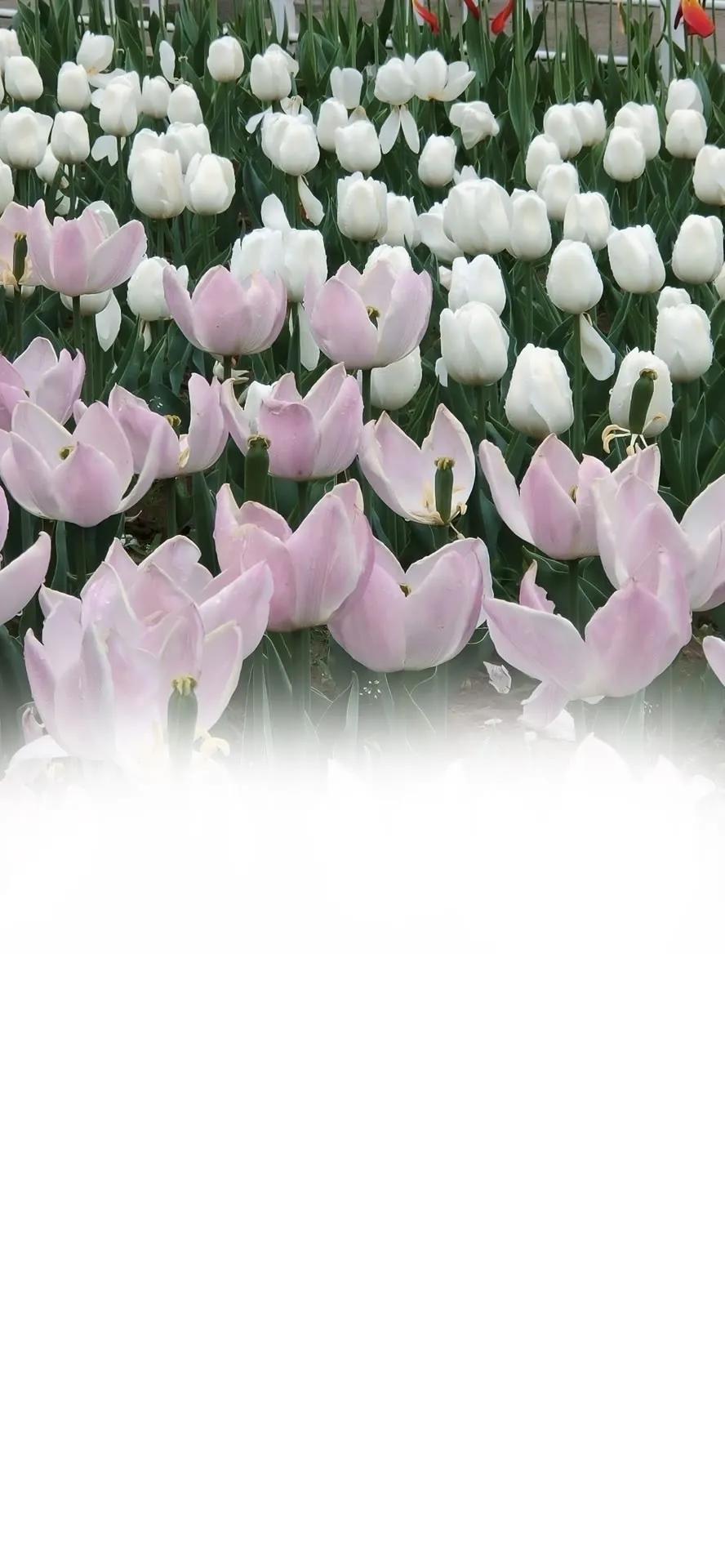 渐变聊天背景,渐变色聊天背景图教程