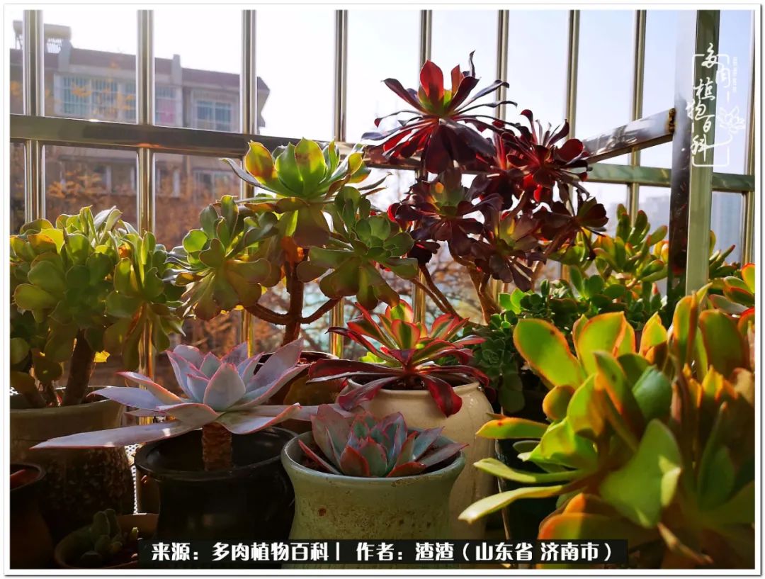 一个并不优秀的90后,何以解忧唯有多肉下一句