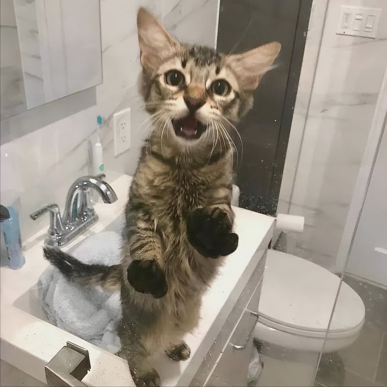 猫咪有这几个表现说明它恨上你了,有危险的时候猫咪的几种表现