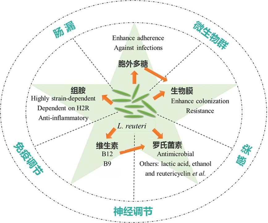 罗伊氏乳杆菌讲解,认识法国的益生菌