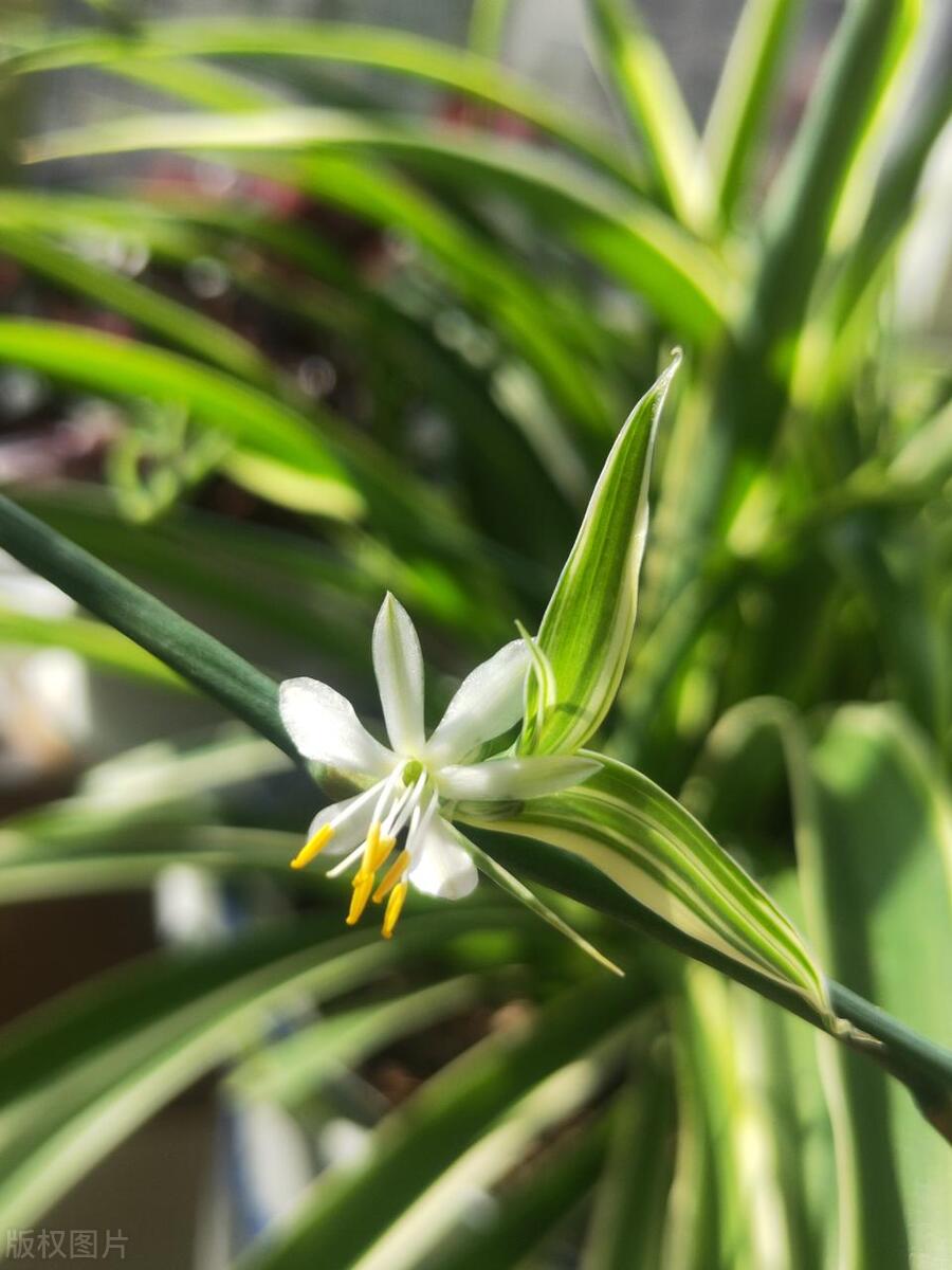 吊兰上有小虫子,吊兰里边有一些小虫子怎么办