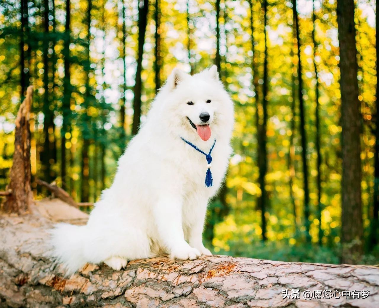 怎么训练幼犬萨摩耶大小便,萨摩耶犬怎么训练大小便的动作