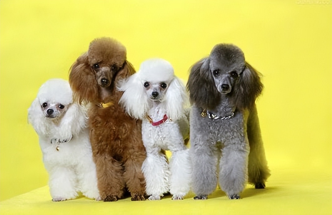 住小区适合养的宠物,住小区适合养什么柴犬