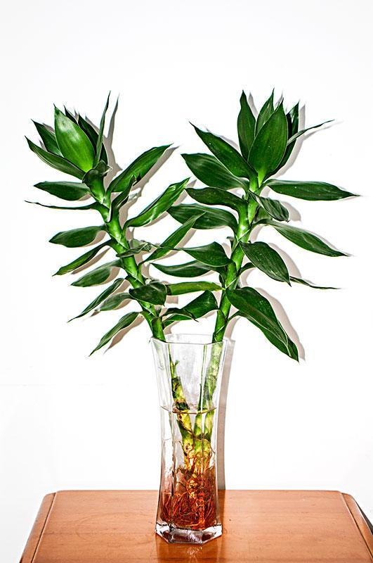 办公室水培富贵竹一般养几根最好,水培富贵竹养几根才最好吉利