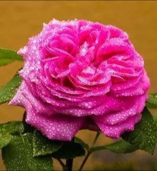 月季品种醉花,月季品种大全及图片欣赏