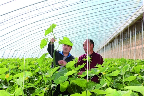 山东黄瓜基地在什么地方,山东济南黄瓜种植合作社