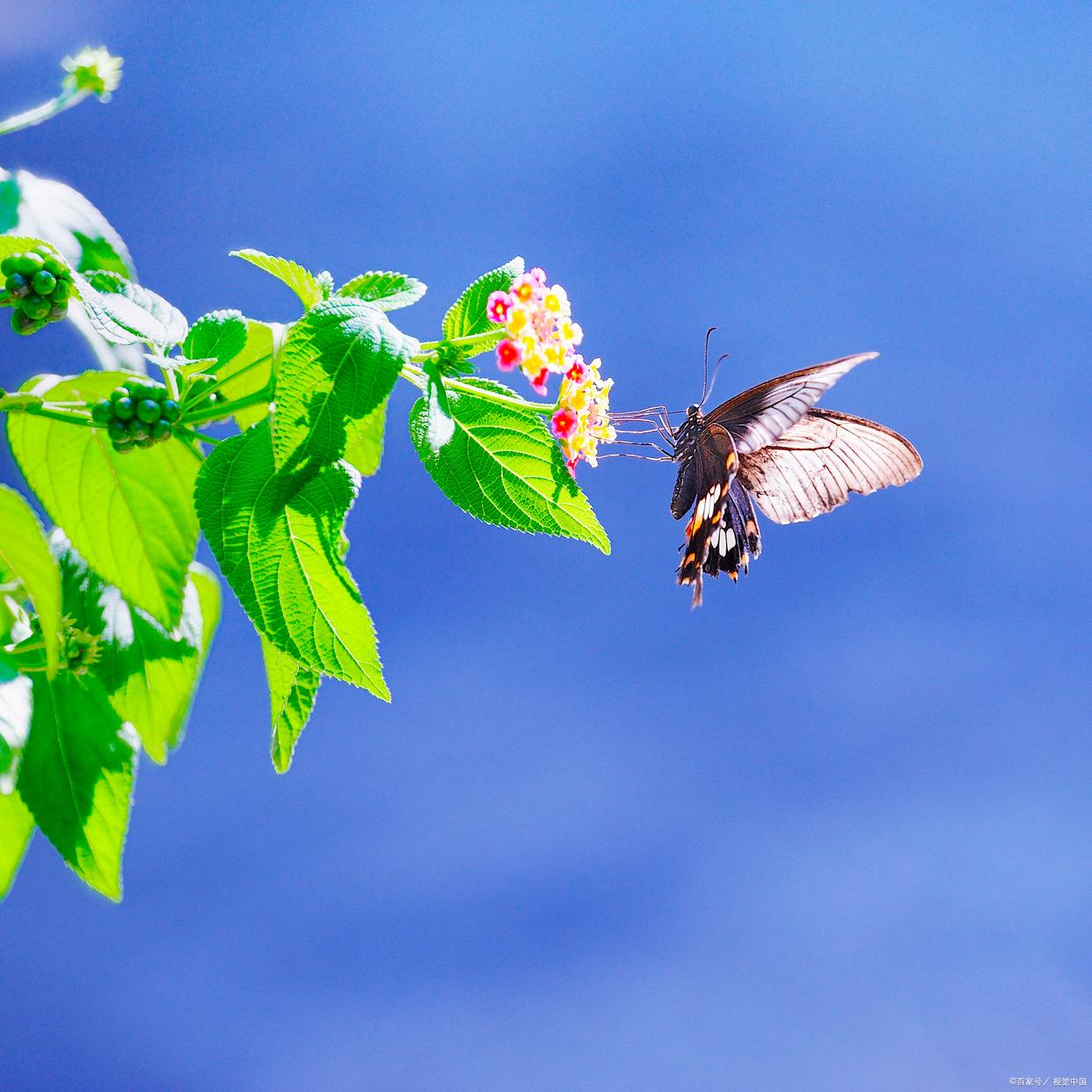 六一童趣七律,六首童年回忆